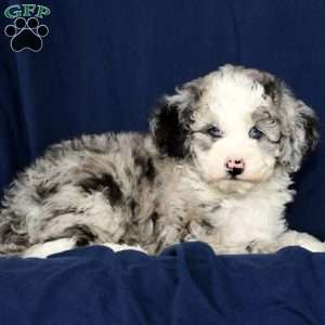 Charles, Mini Sheepadoodle Puppy
