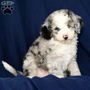 Charles, Mini Sheepadoodle Puppy