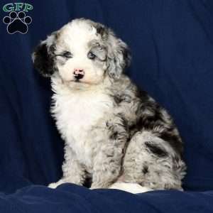 Charles, Mini Sheepadoodle Puppy