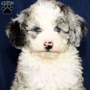 Charles, Mini Sheepadoodle Puppy
