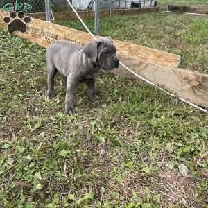 Chipper, Cane Corso Puppy