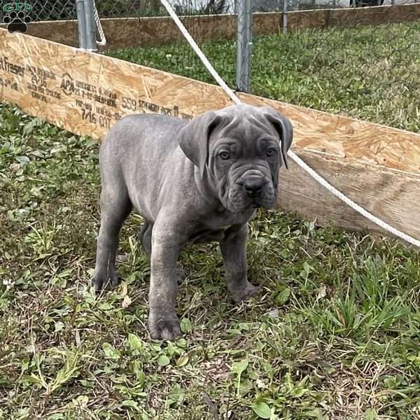 Chipper, Cane Corso Puppy