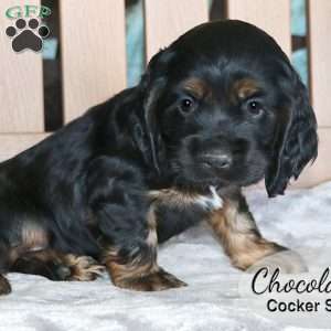 Chocolate, Cocker Spaniel Puppy