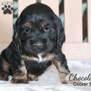 Chocolate, Cocker Spaniel Puppy