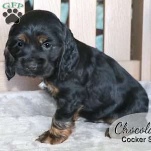 Chocolate, Cocker Spaniel Puppy