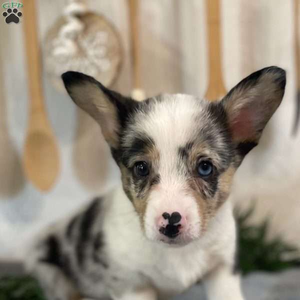 Chubs, Pembroke Welsh Corgi Puppy