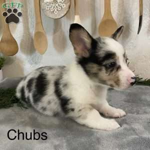 Chubs, Pembroke Welsh Corgi Puppy