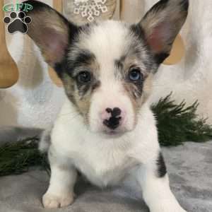 Chubs, Pembroke Welsh Corgi Puppy