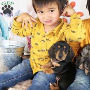 Bear, Dachshund Puppy