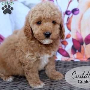 Cuddles, Cockapoo Puppy