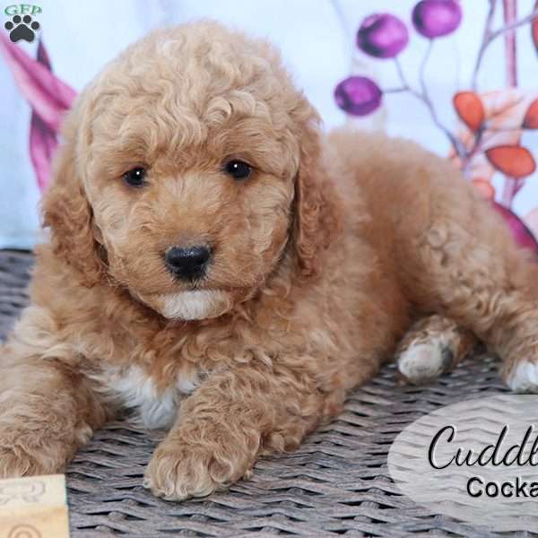 Cuddles, Cockapoo Puppy