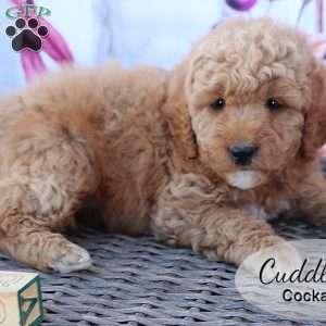Cuddles, Cockapoo Puppy