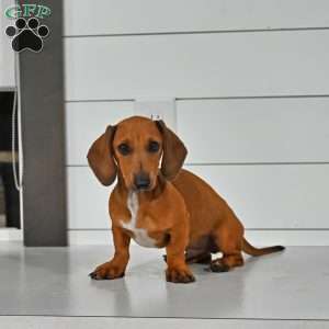 Bowswe, Dachshund Puppy