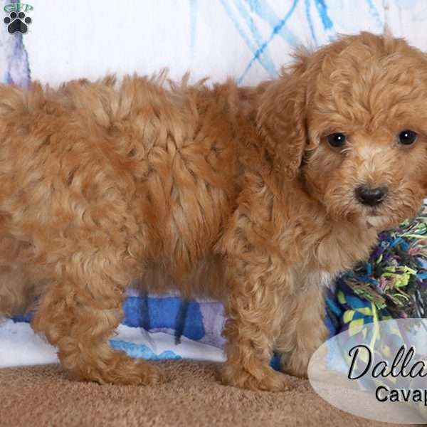 Dallas, Cavapoo Puppy