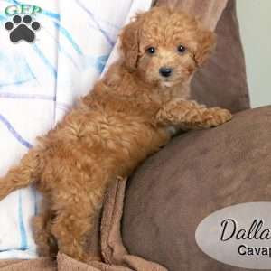 Dallas, Cavapoo Puppy