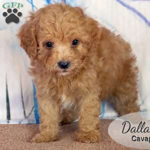 Dallas, Cavapoo Puppy