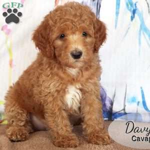Davy, Cavapoo Puppy