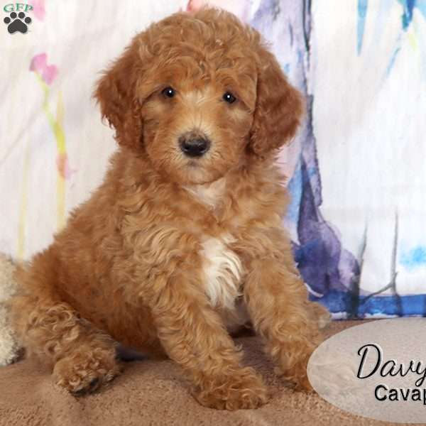 Davy, Cavapoo Puppy