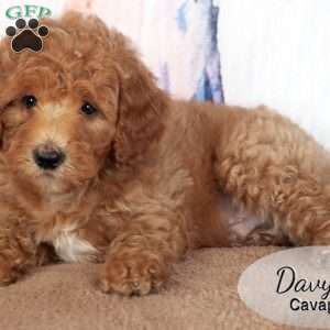Davy, Cavapoo Puppy
