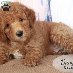 Davy, Cavapoo Puppy