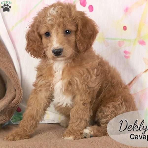 Deklyn, Cavapoo Puppy