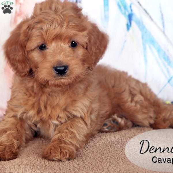 Dennis, Cavapoo Puppy