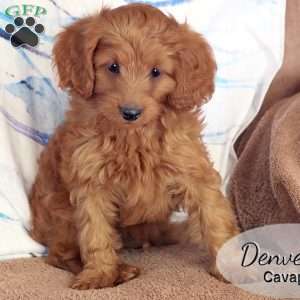 Denver, Cavapoo Puppy