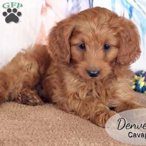 Denver, Cavapoo Puppy