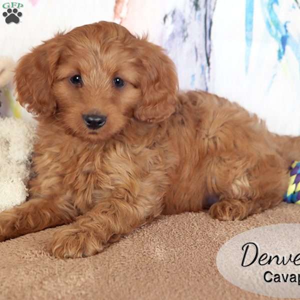 Denver, Cavapoo Puppy