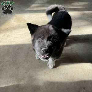 Ashanti, Akita Puppy