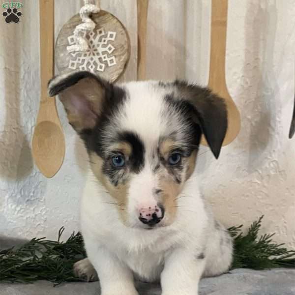 Doc, Pembroke Welsh Corgi Puppy