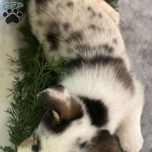 Doc, Pembroke Welsh Corgi Puppy