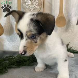 Doc, Pembroke Welsh Corgi Puppy
