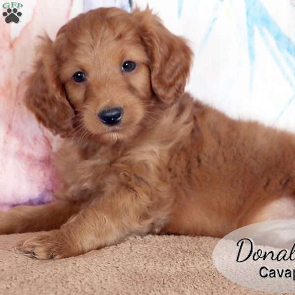 Donald, Cavapoo Puppy