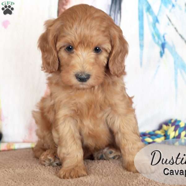 Dustin, Cavapoo Puppy