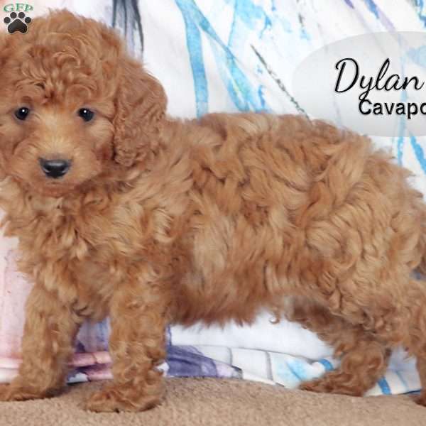 Dylan, Cavapoo Puppy