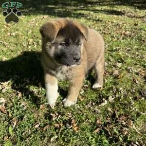 Rae, Akita Puppy