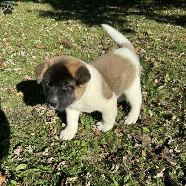 Georgina, Akita Puppy