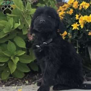 Blaze, Goldendoodle Puppy