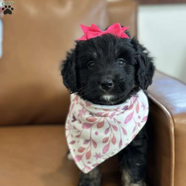 Emily, Mini Bernedoodle Puppy