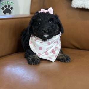 Emily, Mini Bernedoodle Puppy