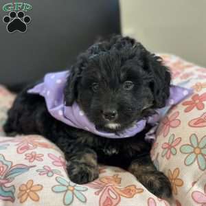 Emily, Mini Bernedoodle Puppy