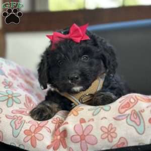 Emily, Mini Bernedoodle Puppy