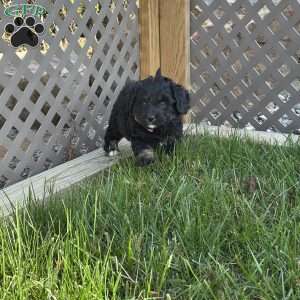 Emily, Mini Bernedoodle Puppy