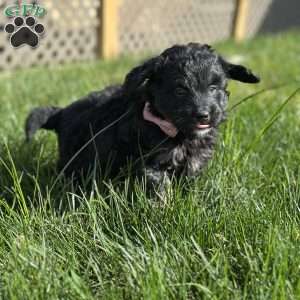 Emily, Mini Bernedoodle Puppy