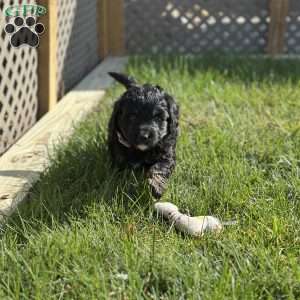 Emily, Mini Bernedoodle Puppy