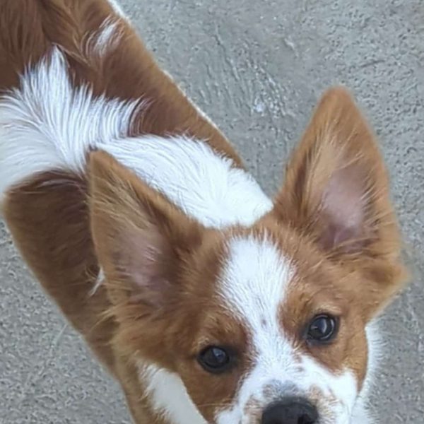 Evan, Papillon Puppy