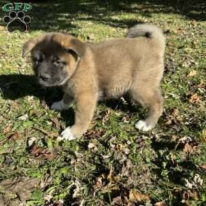 Rae, Akita Puppy