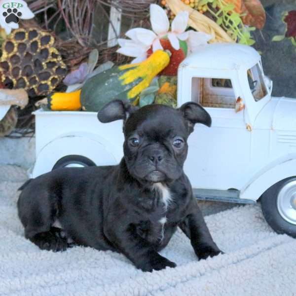 Ginny, Frenchton Puppy