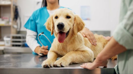 When Should You Get a Second Opinion For Your Dog?